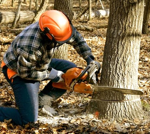 Tree Removal in Montgomery, IN